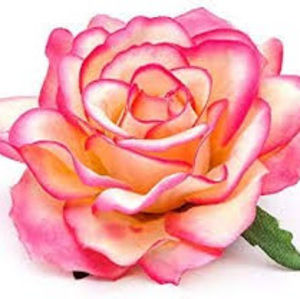 Meet your Posher, Ginger